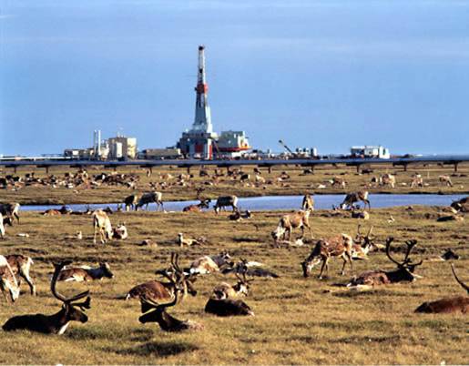 Caribou grazing